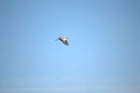 Flying single white Stork during the spring nesting period.の写真素材
