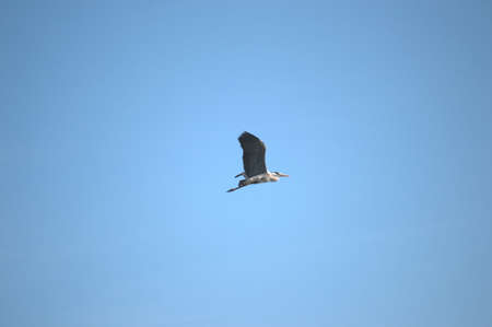 Flying single white Stork during the spring nesting period.の写真素材