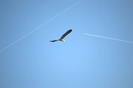Flying single white Stork during the spring nesting period.