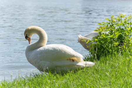 A swan on the green, grassy bank of the Danube.の写真素材