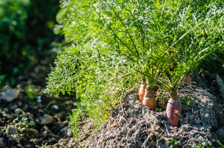 Unharvested roots of organically produced carrots in the garden.の写真素材