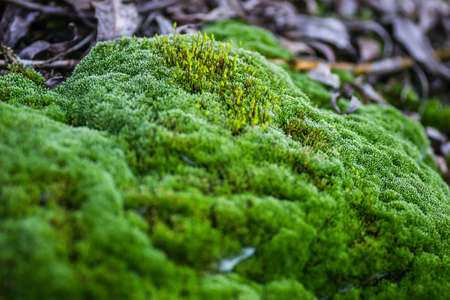 The wreck of the tanker at the Danube River in Novi Sad.Moss on steel tankers abandoned, on the Danube River.の写真素材