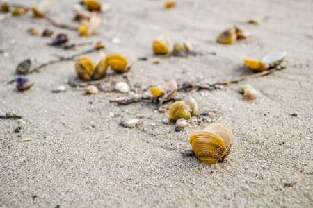Yellow empty river shells on the wet sand of the Danube bank.の写真素材