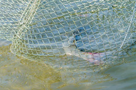 Caught river fish in braided wire rope.