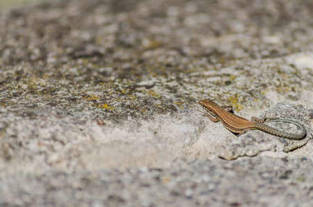 Small forest lizard in its natural environment.の写真素材