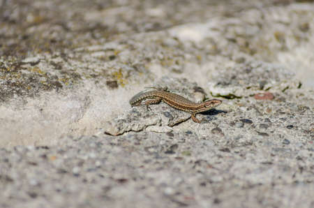 Small forest lizard in its natural environment.