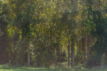 A young green forest of poplar trees, illuminated by the summer morning sun.の写真素材