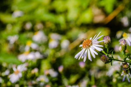 Shrub with open daisy flowers in front of a young forest of poplar trees.の写真素材