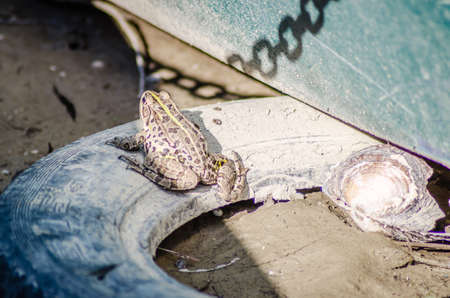 River frog on the sandy banks of the Danube.の写真素材