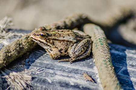 River frog on the sandy banks of the Danube.の素材 [FY310182624896]