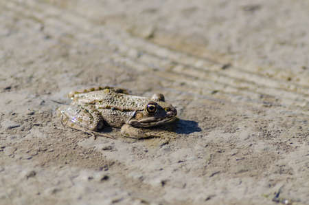 River frog on the sandy banks of the Danube.