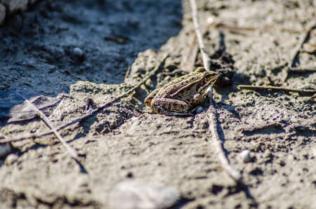 River frog on the sandy banks of the Danube.