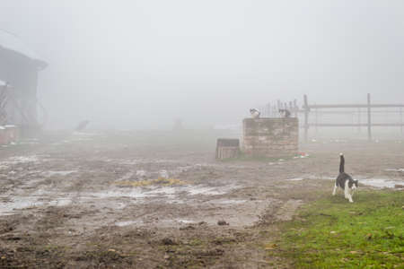 Yard with black and white cats on the farm covered with thick fog.の写真素材