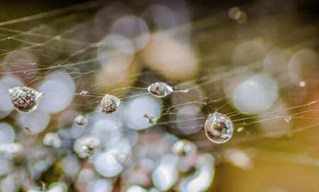 Scattered drops of morning dew on cobwebs, close-up.の写真素材