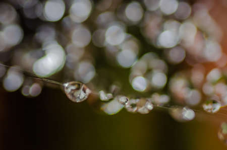 Scattered drops of morning dew on cobwebs, close-up.