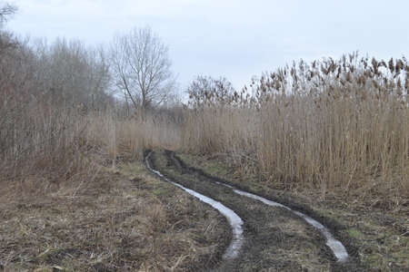 A forest covered with water from a flooded river.