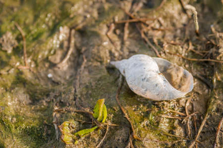 Empty snail shell, in a swampy water covered with grass.