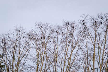A flock of ravens in acacia canopies.の写真素材