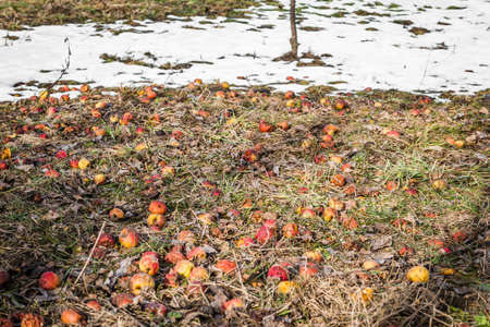 Fallen rotten apples on grass in the garden.の写真素材