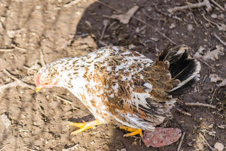 Chickens on traditional free range poultry farm.の写真素材