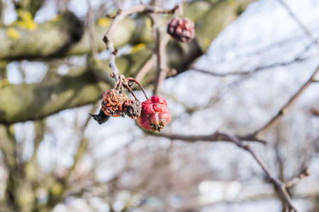 Rotten apples left on a tree in late autumn