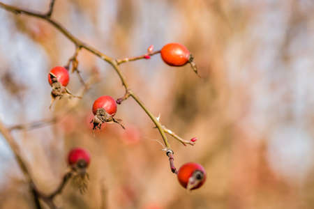 Fresh ripe rose hips, raw briar berries or dog rose fruits with seed, healthy food concept.の写真素材