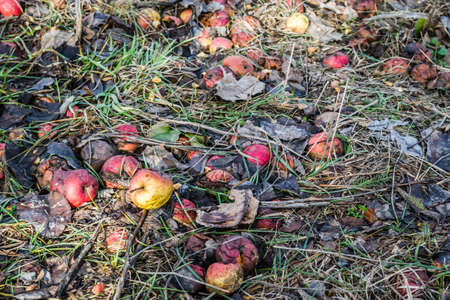 Fallen rotten apples on grass in the garden.の写真素材
