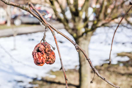 Rotten apples left on a tree in late autumnの写真素材