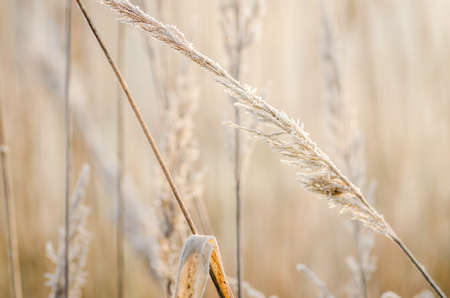 Frost in the early morning on dry meadow plants.