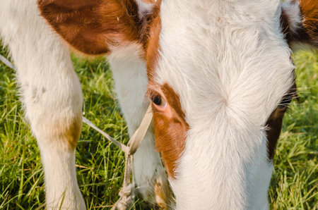 Beautiful little brown and white calf during summer grazing on the farm in cloudy weather.の写真素材