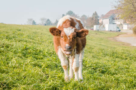 Beautiful little brown and white calf during summer grazing on the farm in cloudy weather.の写真素材
