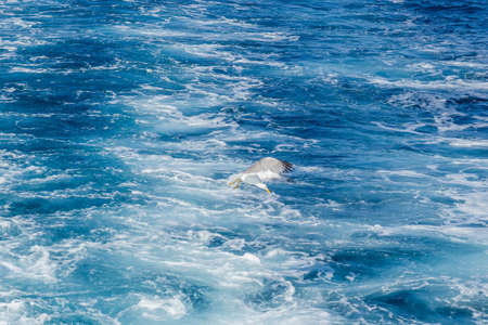 White seagull flying in the blue sunny sky over the waters of the Aegean Sea/ wildlife animal in nature.の写真素材