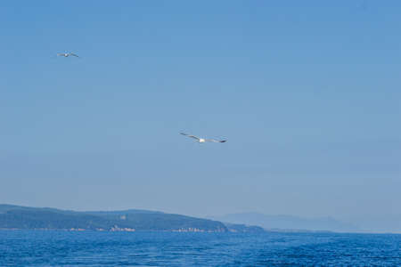 White seagulls fly in the blue sunny sky over the waters of the Aegean Sea. Wildlife animal in...