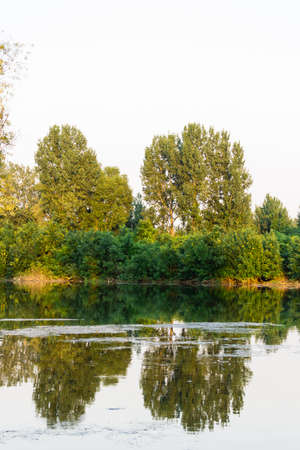 View of the marsh shores and green trees of the nature reserve, at the end of the summer day.
