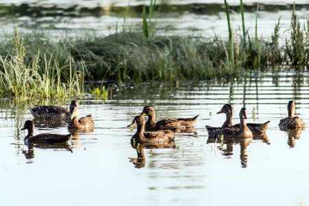 A small flock of wild ducks swims relaxed in the pond water of the nature reserve.