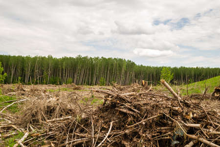 View of the cleared forest. A view of the bare earth, where there used to be poplar trees. Planned deforestation.の写真素材