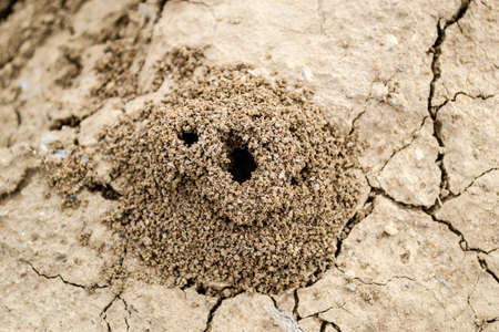Picture of an anthill built in the ground in close-up.の写真素材