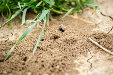 Picture of an anthill built in the ground in close-up.の写真素材