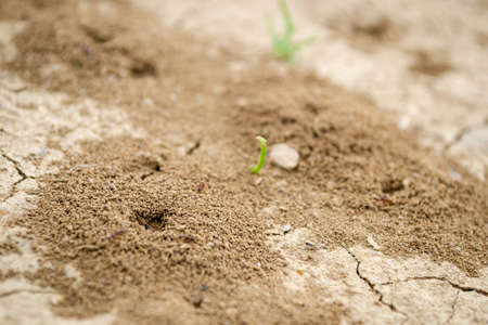 Picture of an anthill built in the ground in close-up.の写真素材