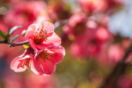 Red flowers of blooming Japanese quince at spring season in a sunny day.