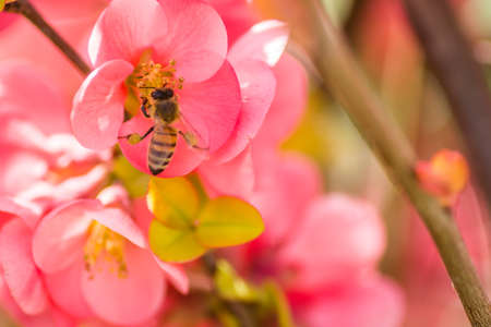 Red flowers of blooming Japanese quince at spring season in a sunny day.