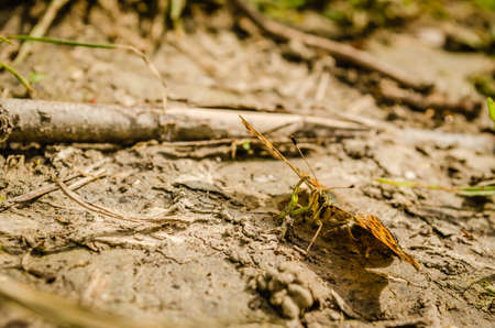 Butterfly sitting on the green leaf.の写真素材