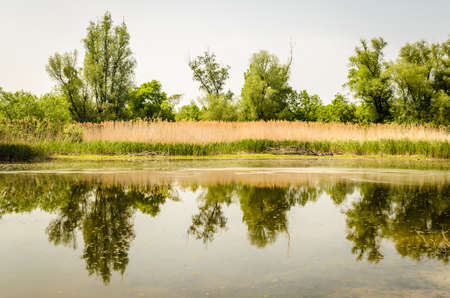 View of the wetland area in the summer near the city of Novi Sad.