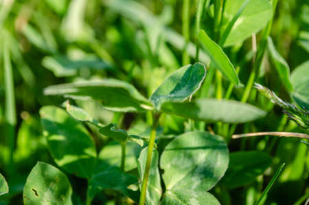 A close look at the leaves of green clover in the meadow.の写真素材