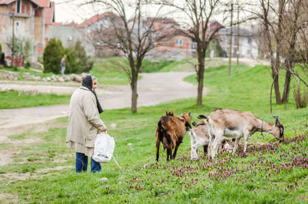 The woman keeps goats in the pasture - Novi Sad - Serbiaの写真素材