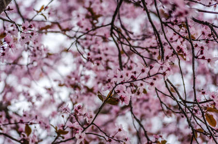 Young branch with blooming purple flowers and buds of red wild plum sunlit by the spring sun.