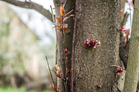 Young branch with blooming purple flowers and buds of red wild plum sunlit by the spring sun.の写真素材