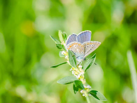 The common blue butterfly, Poliommatus Icarus, in a field in its natural environment.の写真素材
