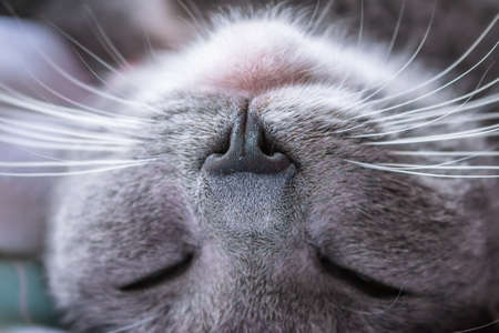 Muzzle of a European gray and white cat, close up. Cute European cat. Portrait of beautiful cat.の写真素材