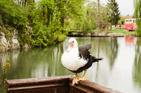 Portrait of a black and white wild duck, on a wooden fence.の写真素材